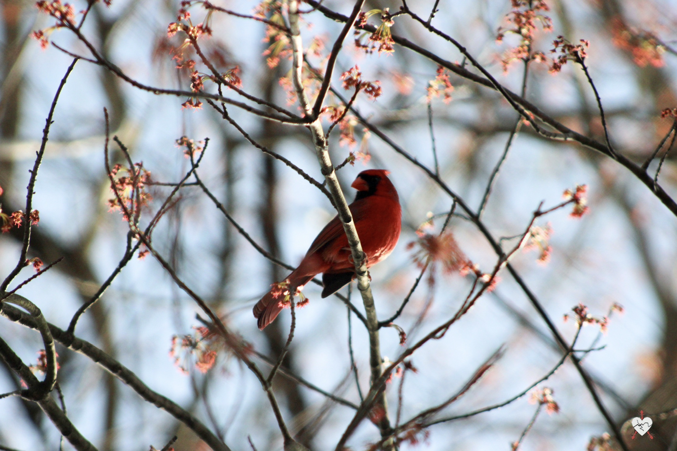 Nature photography by Becoming Ant