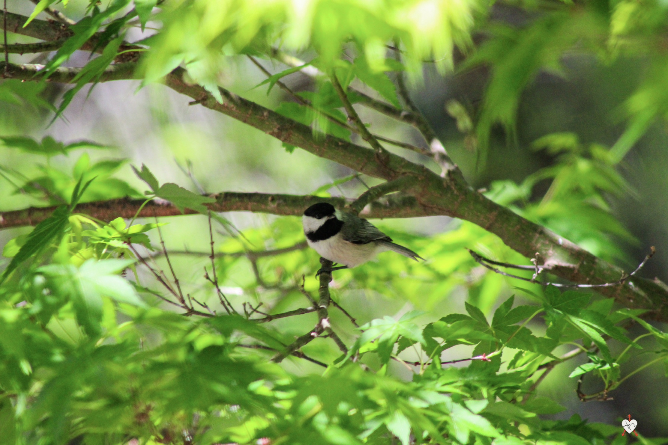 Nature photography by Becoming Ant