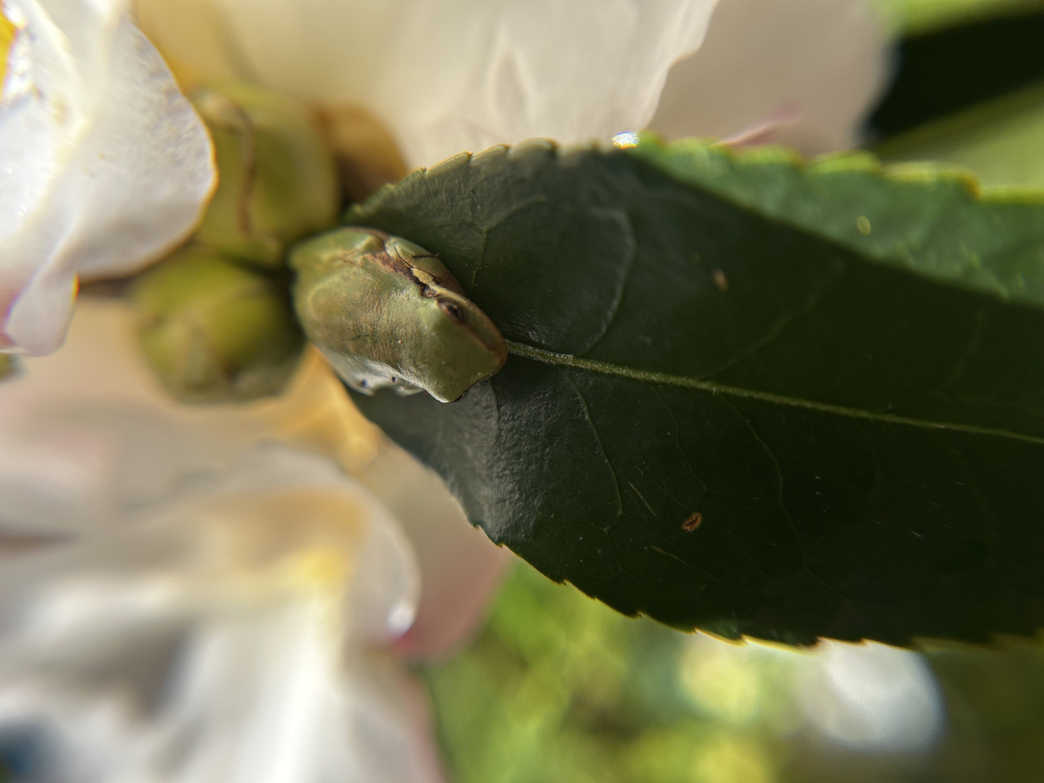 Nature photography by Becoming Ant