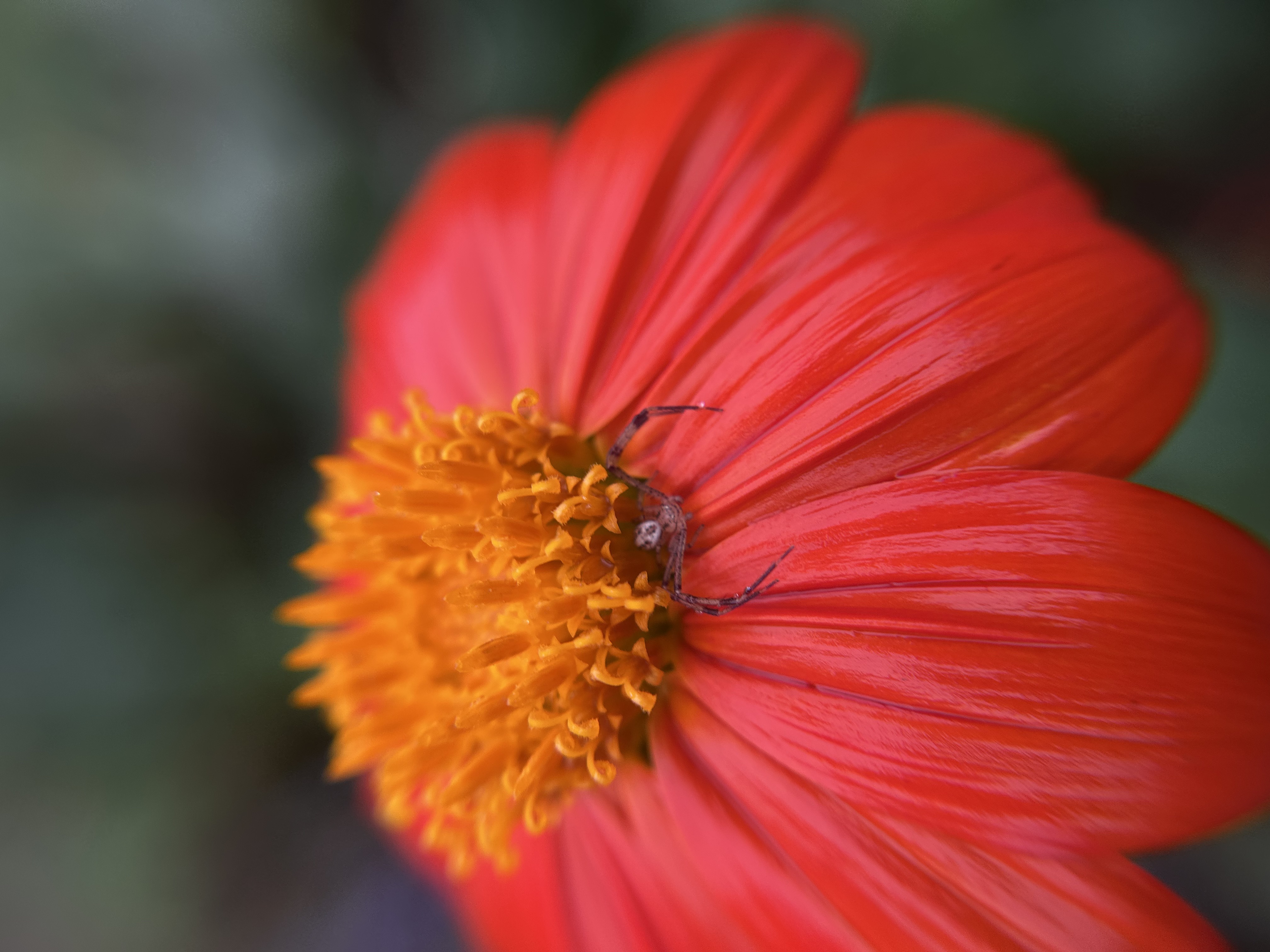 Nature photography by Becoming Ant