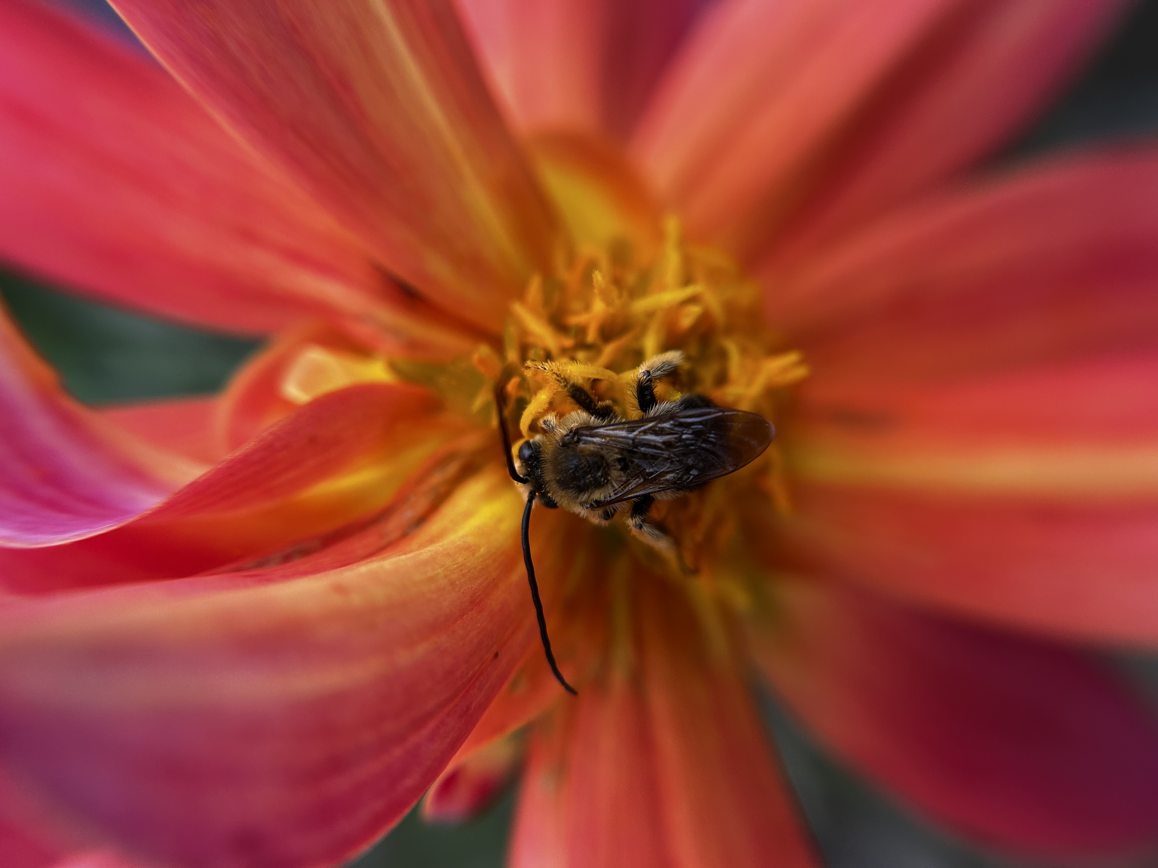 Nature photography by Becoming Ant